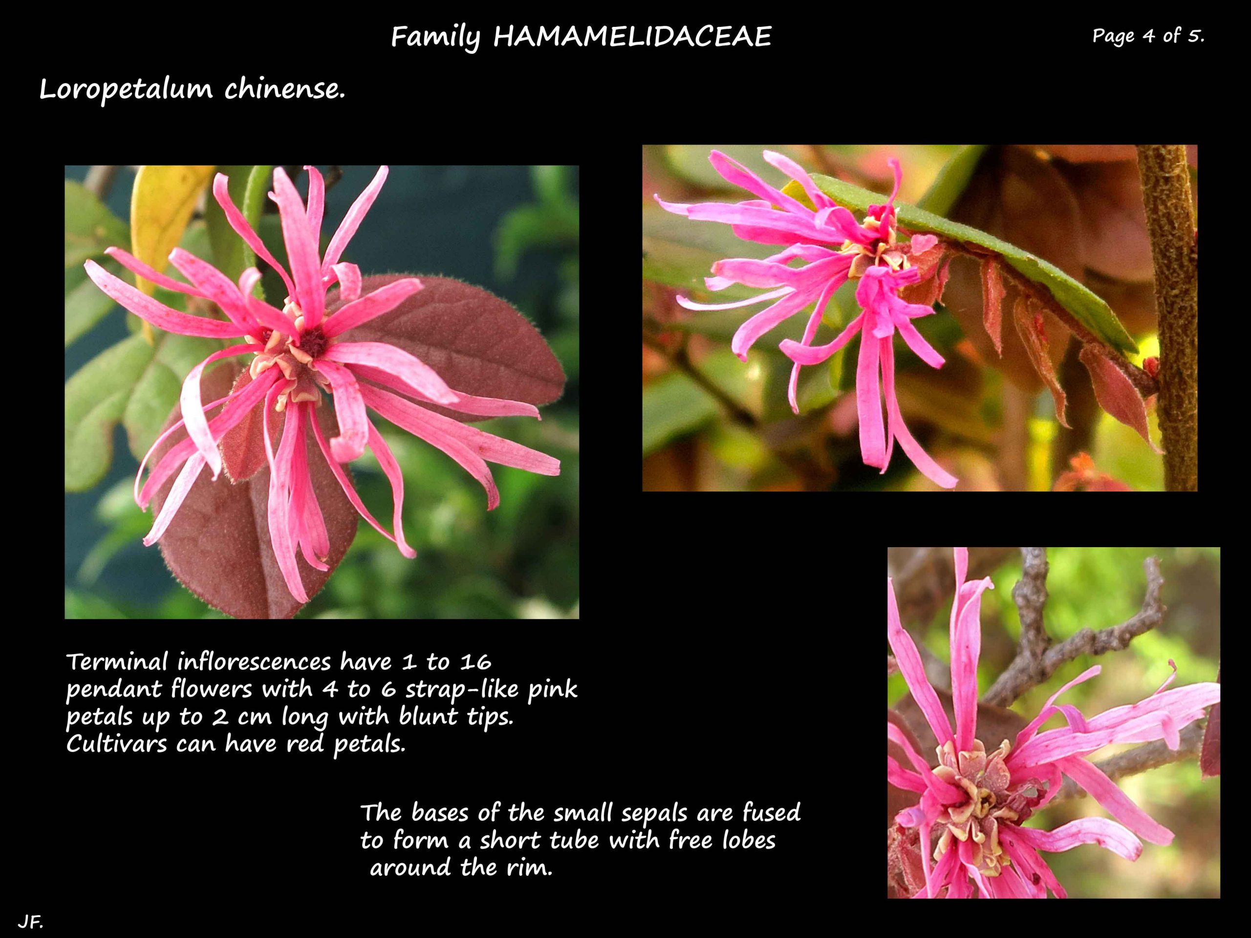 4 Loropetalum chinense flowers